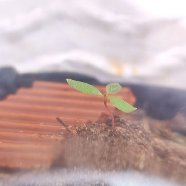 Identificação da planta Não há um nome popular amplamente reconhecido para "Epilobium hornemannii" no Brasil por foto