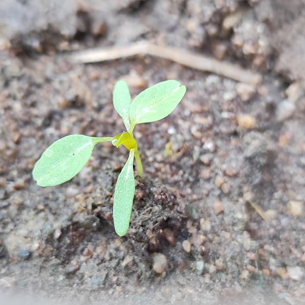 Identificação da planta Bredo por foto