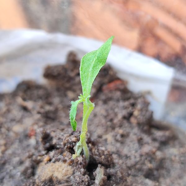 Identificação da planta Tomate por foto