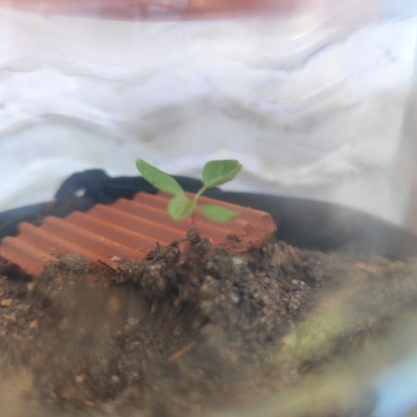 Identificação da planta Pitangatuba por foto