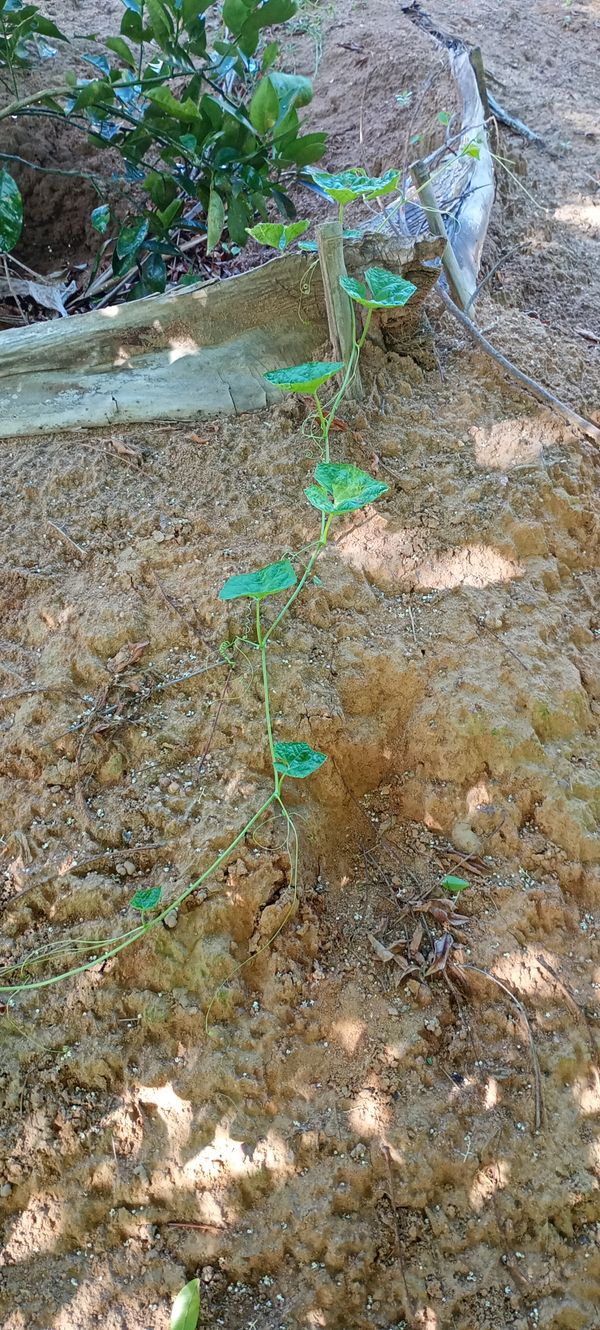 Identificação da planta Bucha por foto