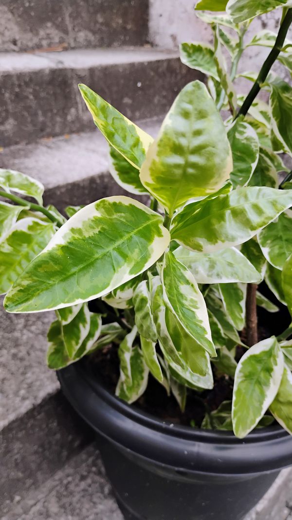 Identificação da planta Dois Amores por foto