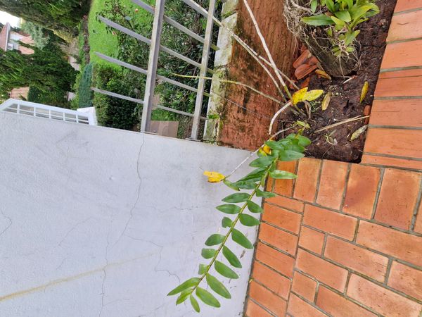 Identificação da planta Mini orquídea por foto