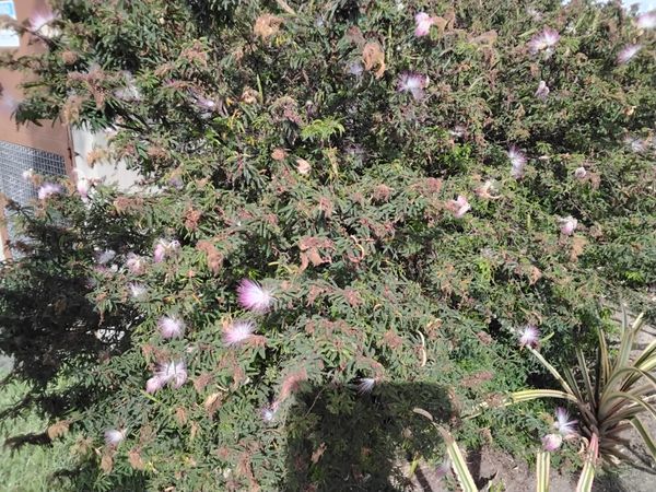 Identificação da planta Esponjinha por foto