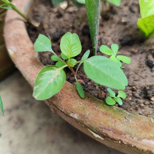 Identificação da planta Bredo por foto