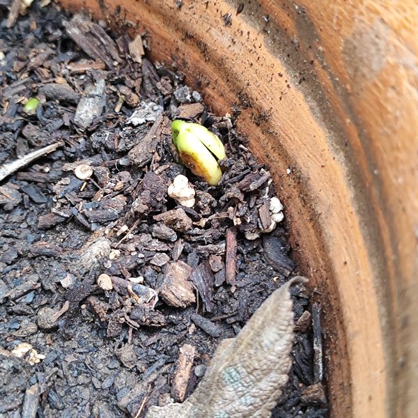Identificação da planta Pepino-do-mar por foto