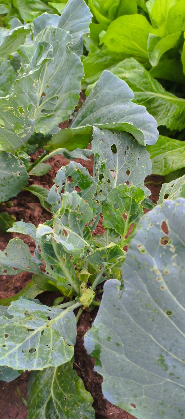 Identificação da planta Couve por foto