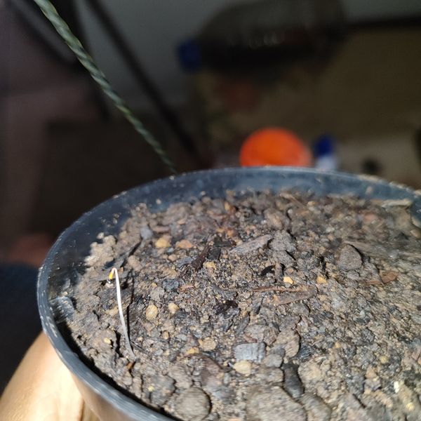 Identificação da planta Baobá por foto