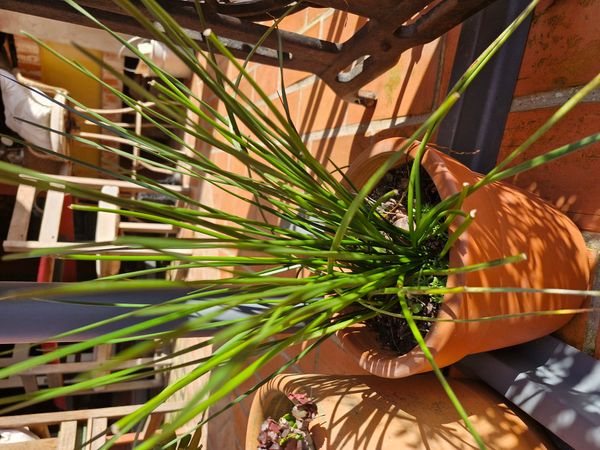 Identificação da planta Lírio-do-brejo por foto