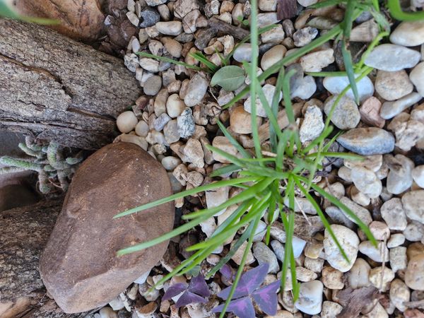 Identificação da planta Campainha-branca por foto