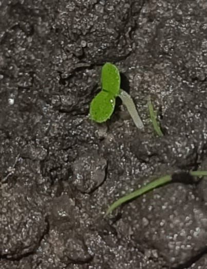Identificação da planta Queiró por foto