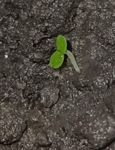 Identificação da planta Lentilha-d'água por foto