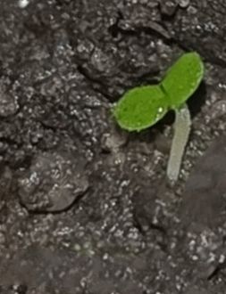 Identificação da planta Queiró por foto