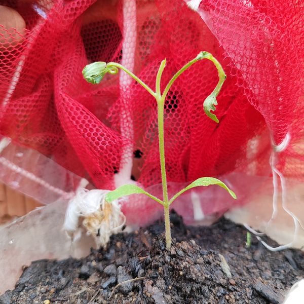 Identificação da planta Alecrim-do-campo por foto