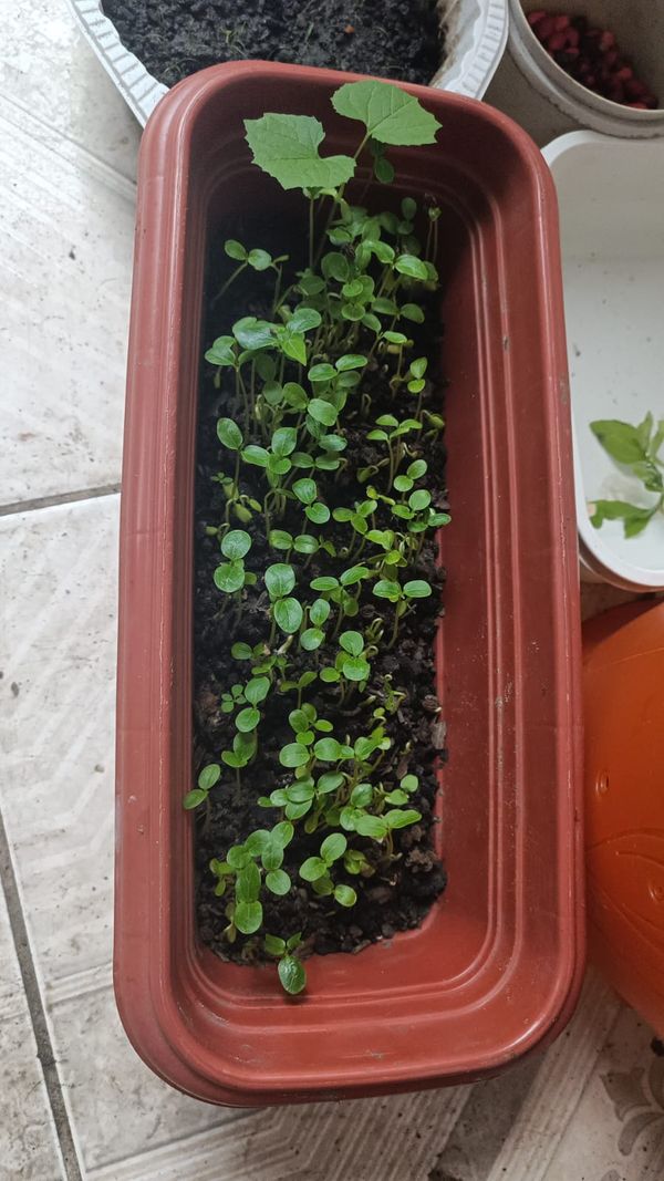 Identificação da planta Peperomia Hope por foto