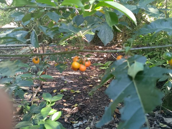 Identificação da planta jurubeba por foto