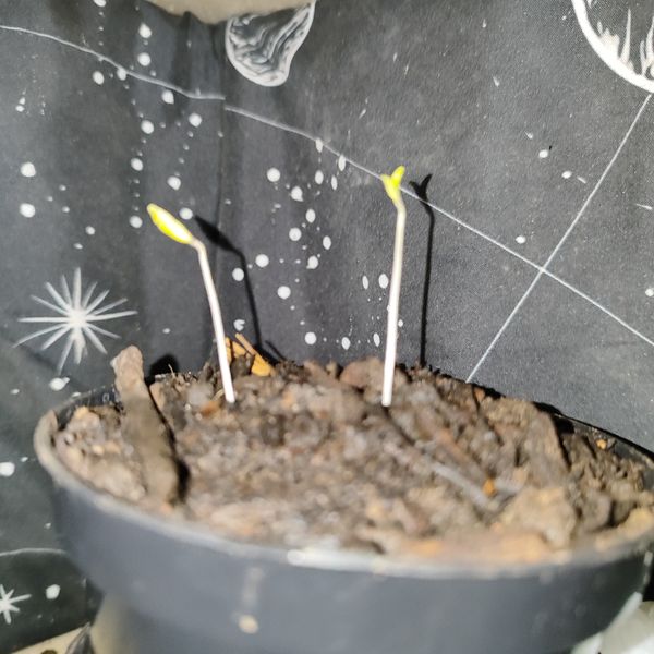 Identificação da planta Coca por foto