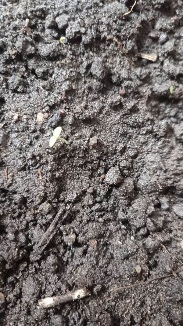 Identificação da planta Lentilha-d'água por foto