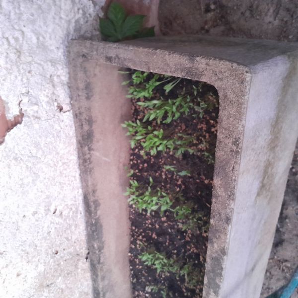 Identificação da planta Agrião por foto
