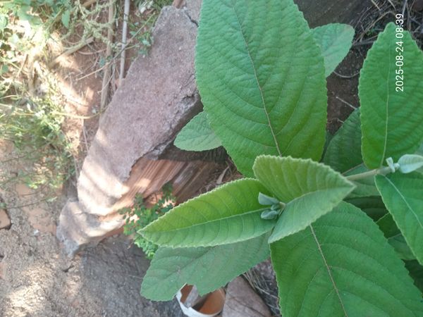 Identificação da planta Assa peixe por foto