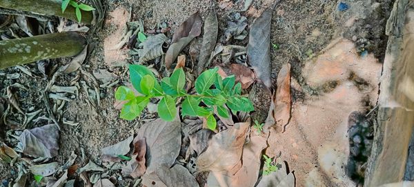 Identificação da planta Acerola por foto