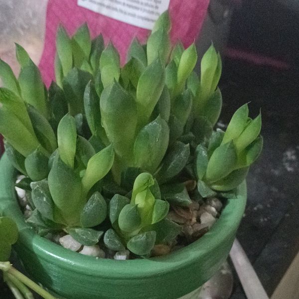 Identificação da planta Cacto estrela por foto