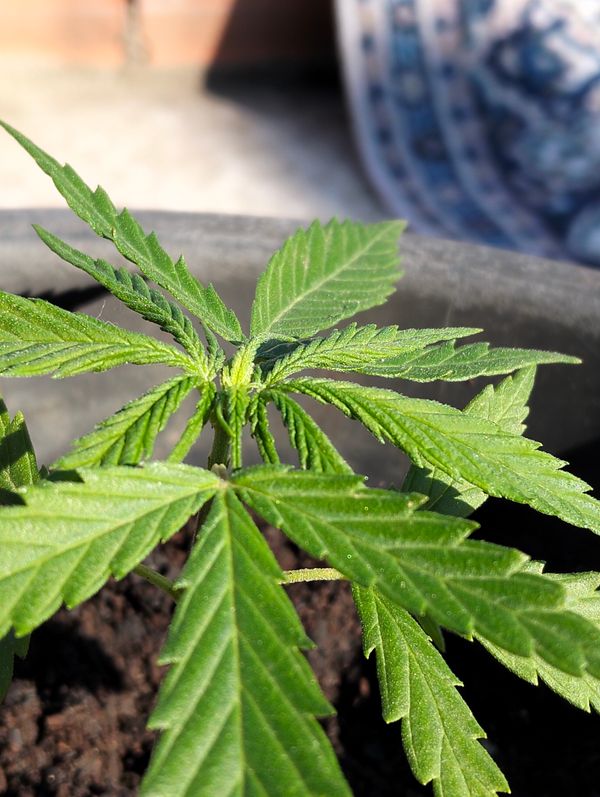 Identificação da planta Maconha por foto