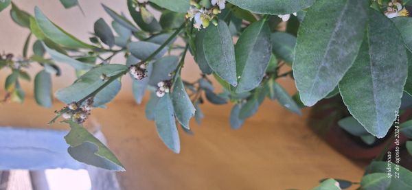 Identificação da planta Limão galego por foto