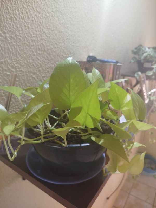 Identificação da planta Jiboia por foto