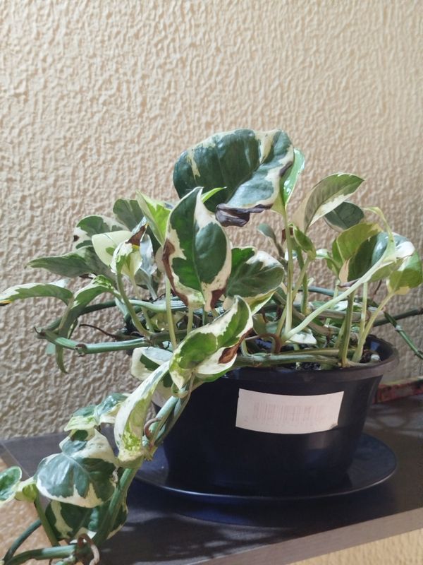 Identificação da planta Jiboia por foto