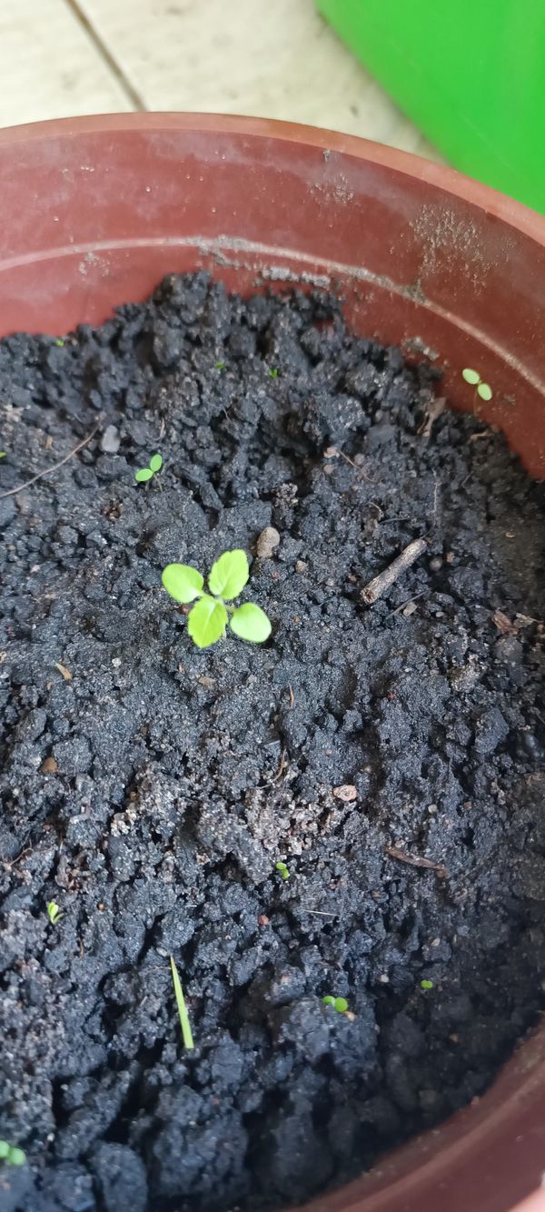 Identificação da planta Mostarda-branca por foto