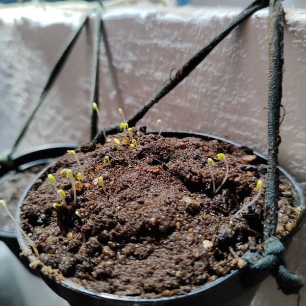 Identificação da planta Agrião por foto