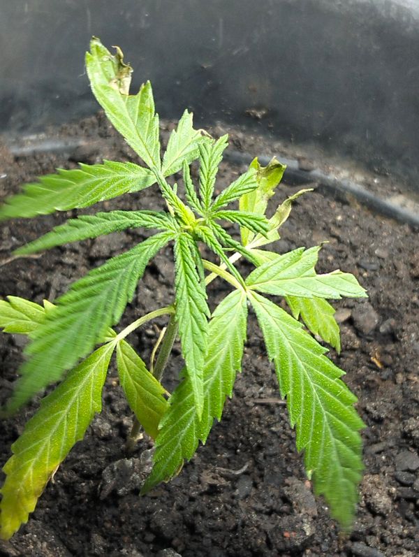 Identificação da planta Maconha por foto