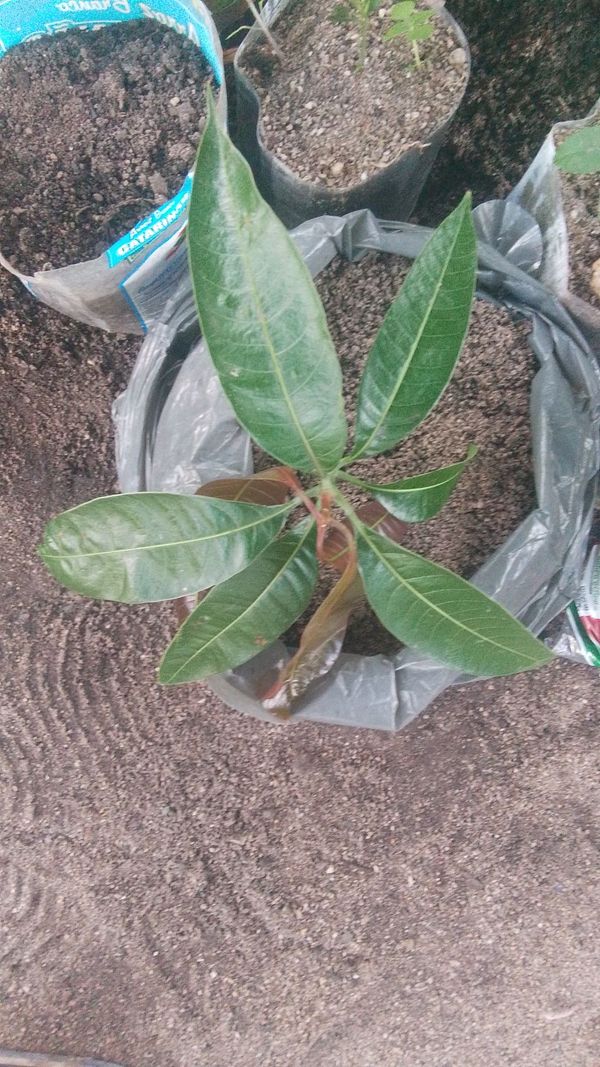 Identificação da planta Manga por foto