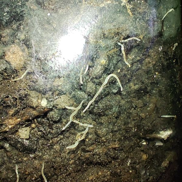 Identificação da planta Orquídea fantasma por foto