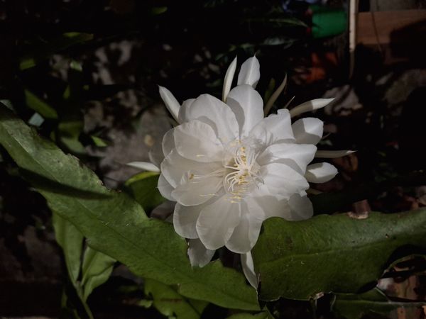 Identificação da planta Dama-da-Noite ou Cacto-Orquídea por foto