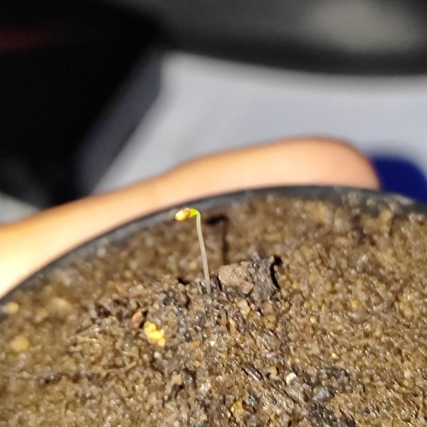 Identificação da planta Gabiroba por foto