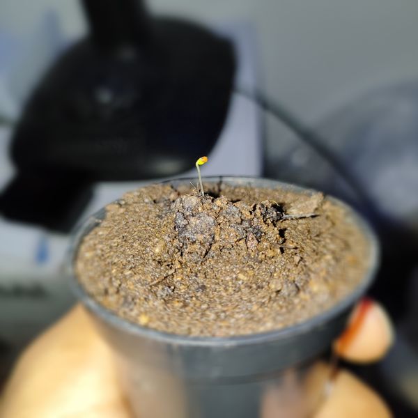 Identificação da planta Gabiroba por foto