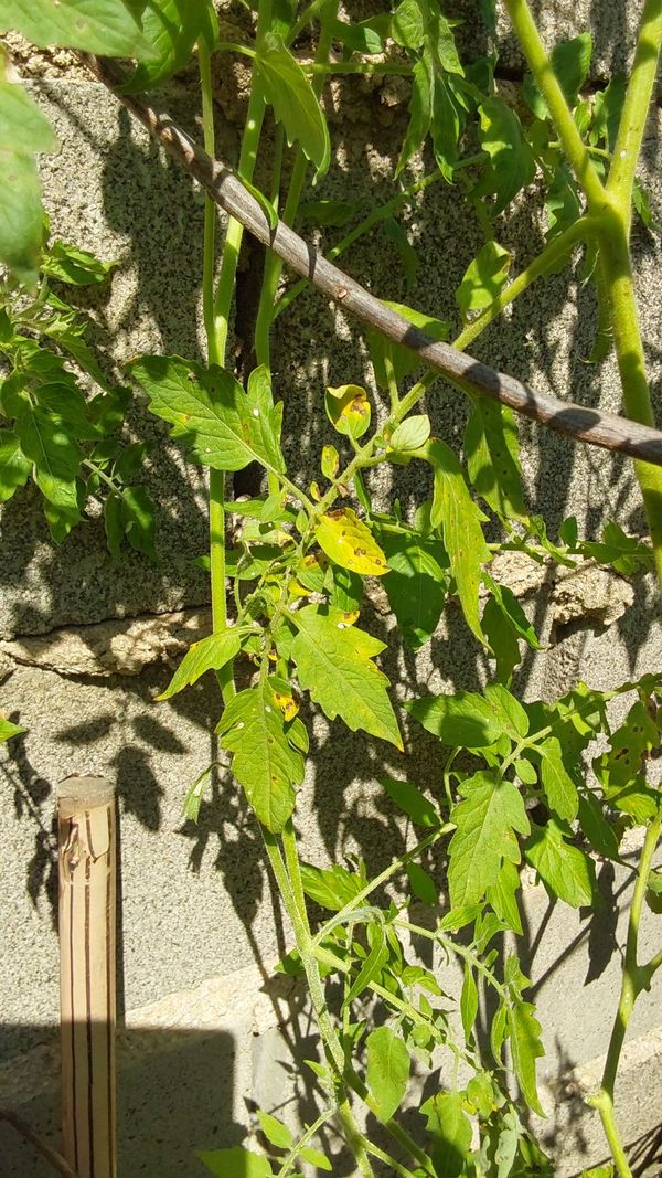 Identificação da planta Tomate cereja por foto