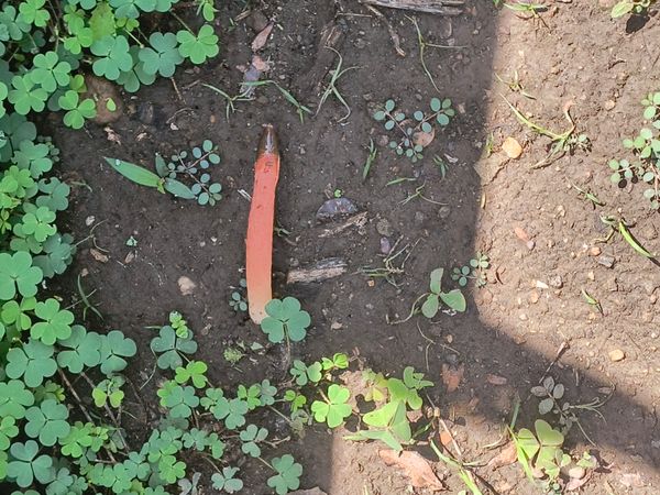 Identificação da planta Flor-cadáver por foto