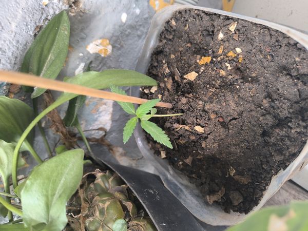 Identificação da planta Maconha por foto