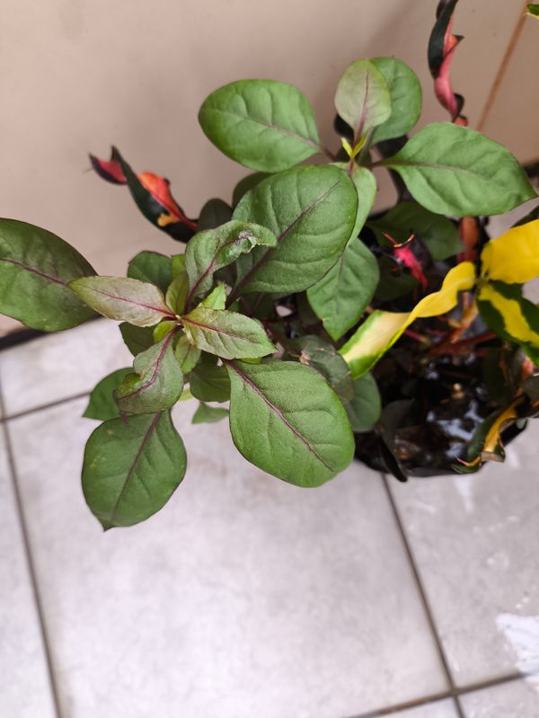 Identificação da planta Penicuíca por foto