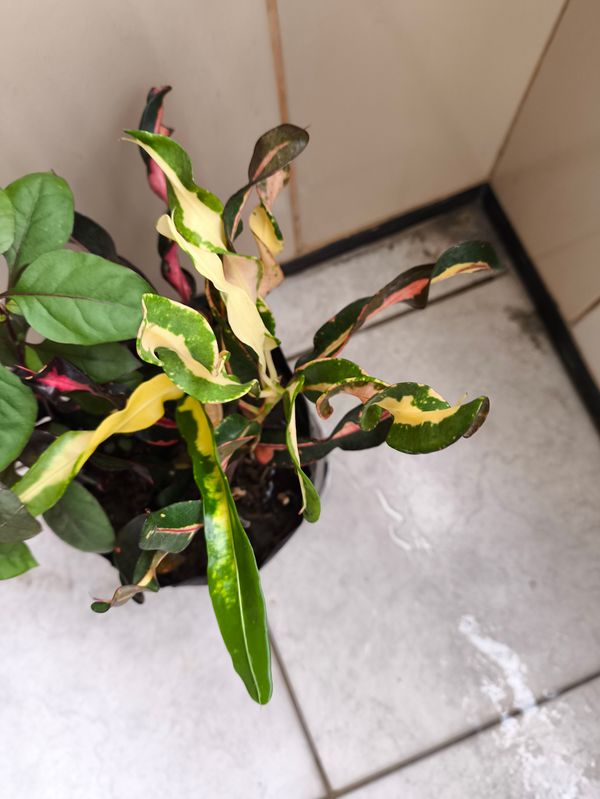 Identificação da planta Cróton por foto