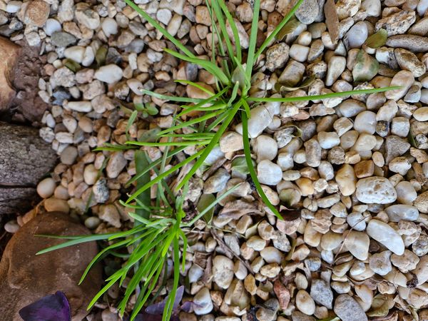 Identificação da planta Babosa por foto
