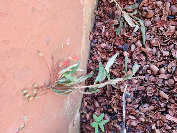 Identificação da planta Semania por foto