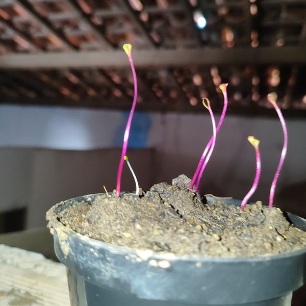 Identificação da planta Jalapa-de-jardim por foto