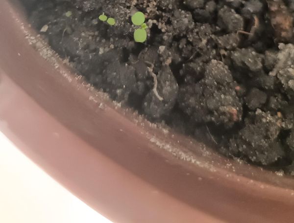 Identificação da planta Lentilha por foto