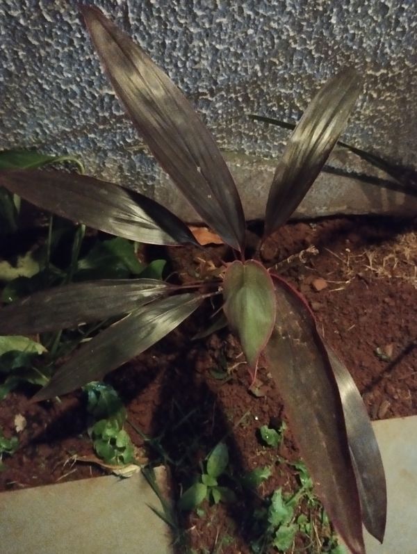 Identificação da planta Dracena por foto