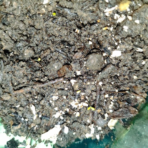 Identificação da planta Ebano por foto
