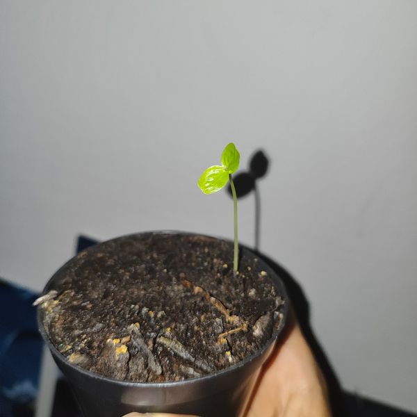 Identificação da planta Gabiroba por foto